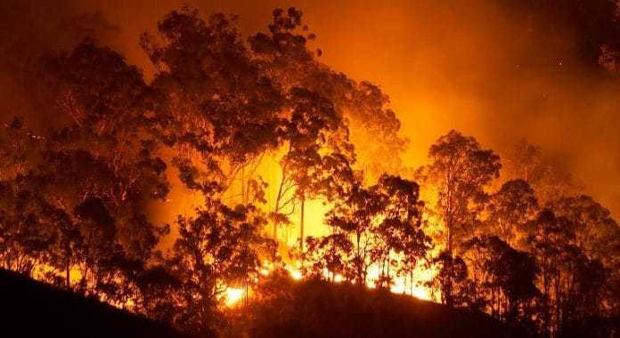 Kanaru salos didziausias pavojus del karscio ir misku gaisru