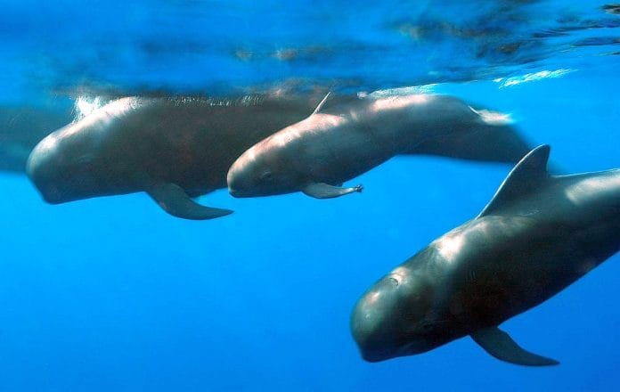 Tenerife pripazinta pirmuoju banginiu paveldo objektu Europoje