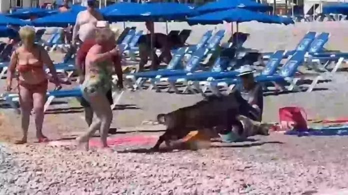 Woman bitten by wild boar that rushed onto the beach from the sea